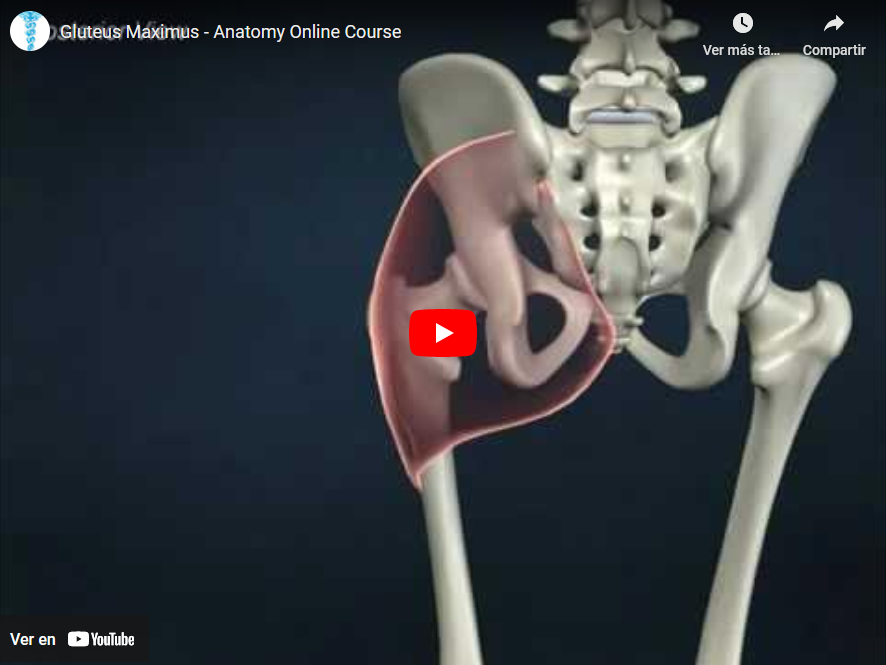 Vídeo YouTube Gluteus maximus.