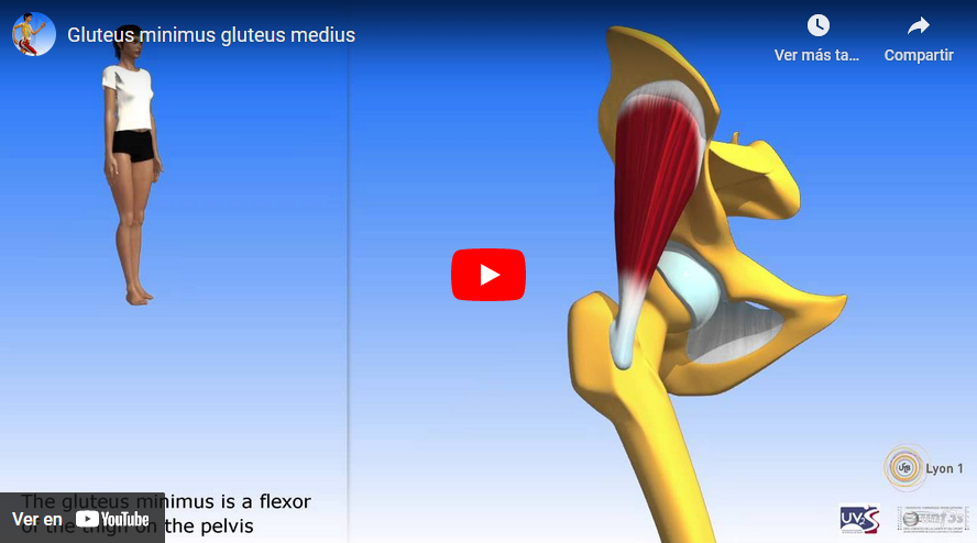 Vídeo YouTube Gluteus minimus.