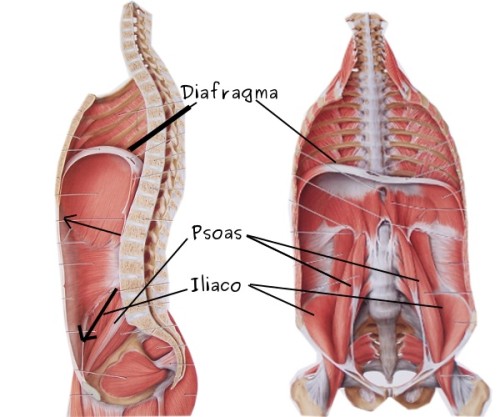 Diafragma y psoas