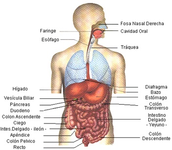 Diafragma vísceras abdominales