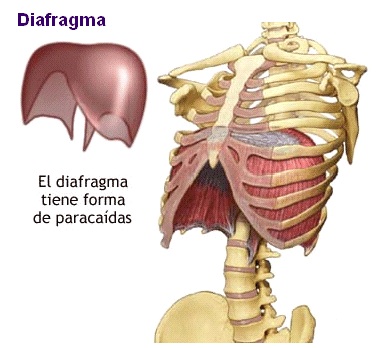Diafragma