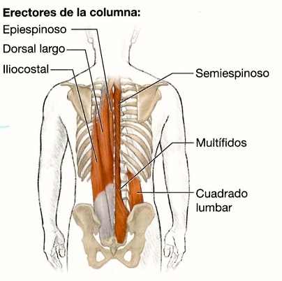 Principal musculatura implicada en las extensiones de columna