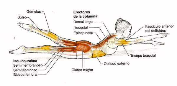 Erectores de la columna, ejercicio natación.