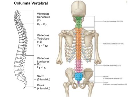 Anatomía columna vertebral