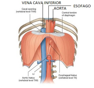 Esquema diafragma