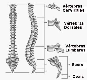 Las curvas naturales de la columna vertebral