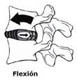 Vertebra al realizar una flexión de espalda