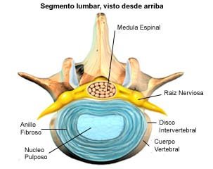 Segmento lumbar visto desde arriba