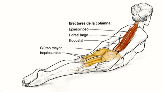 Erectores de la columna, postura de La Flecha.