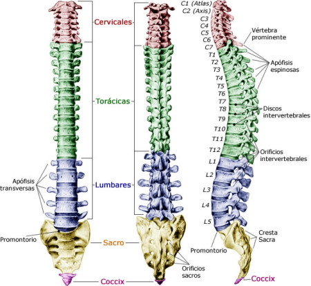 Estructura de las vértebras de cada curva de la columna