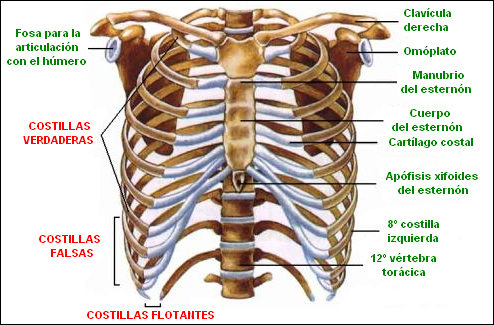 Esquema de vértebras torácicas