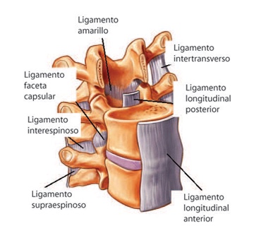 Esquema ligamentos