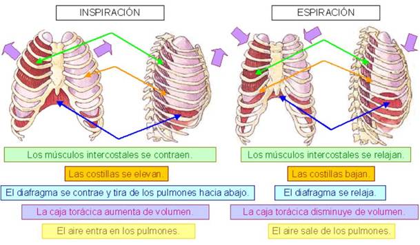 Esquema inspiración espiración