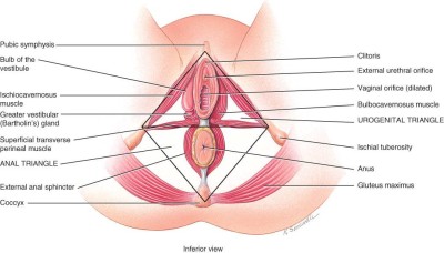 El triángulo anterior del suelo pélvico