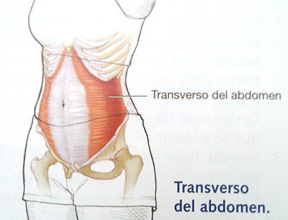 Esquema fibras del Transverso del abdomen
