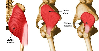 Los glúteos son en realidad un trío: Mayor, Medio y Menor