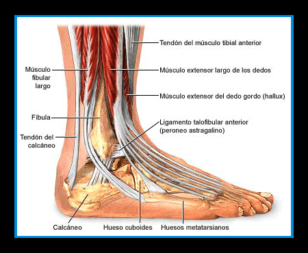 Esquema anatomía de un pie
