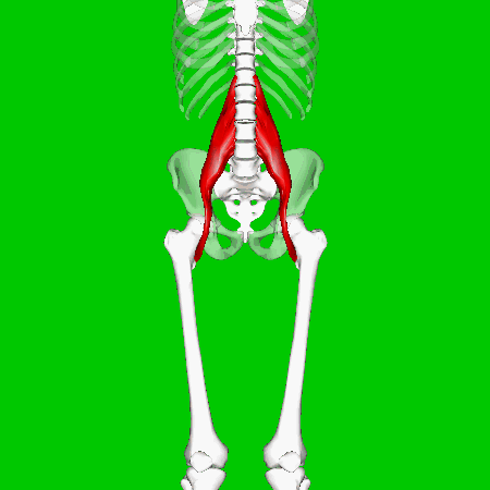 Animación del psoas en un esqueleto humano