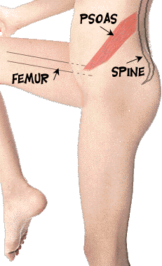 El psoas actúa al flexionar la cadera
