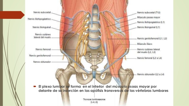 El Psoas está invervado por gran cantidad de nervios importantes