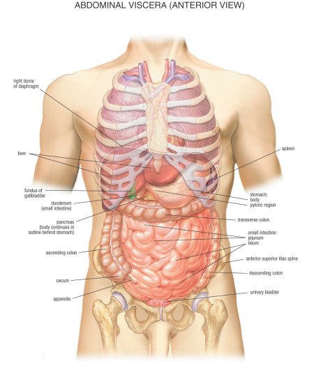 Esquema psoas y región abdominal