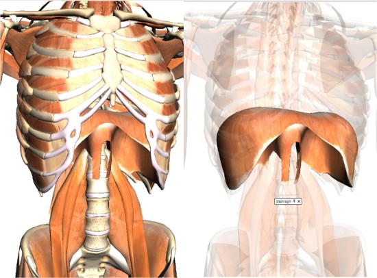 Esquema psoas y diafragma