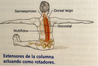 Principales músculos implicados en la rotación