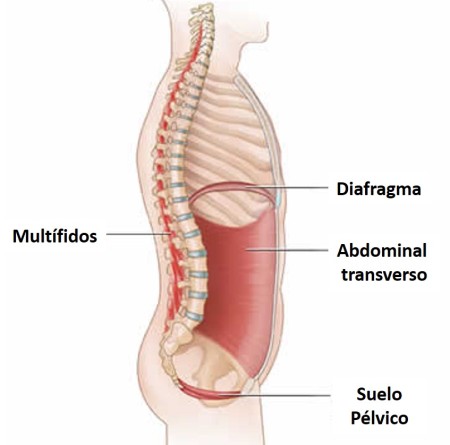 El Suelo Pélvico es la base de nuestro tronco.