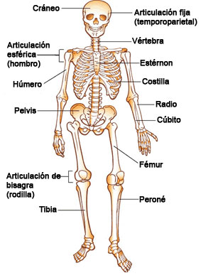 Esqueleto humano