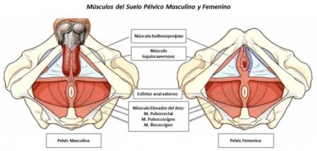 Diferencias y Similitudes entre Suelo Pélvico Masculino y Femenino