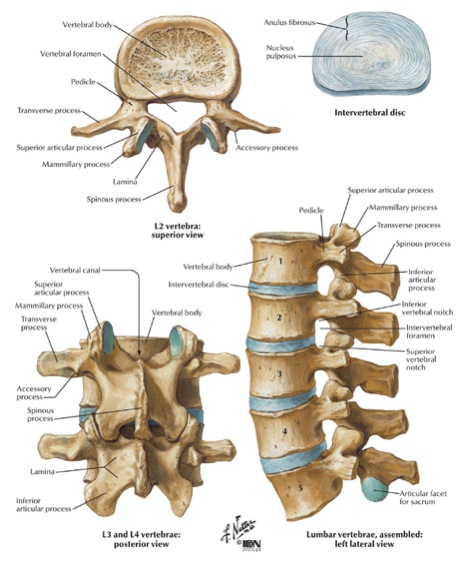 Esquema discos vertebrales